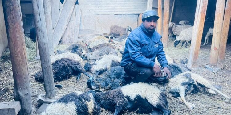 19 sheep killed in snow leopard attack in Mustang