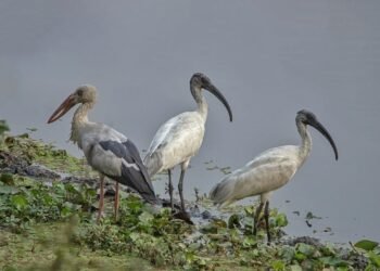 Number of water birds declines in Nepal in recent years