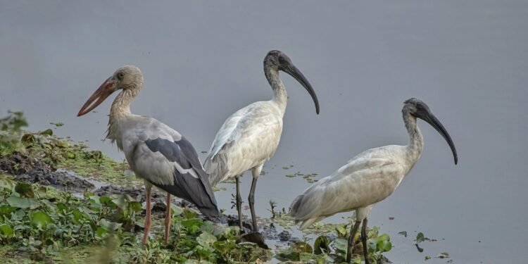 Number of water birds declines in Nepal in recent years