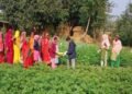 Siraha farmers bracing for resilience through climate-friendly agriculture