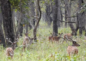 Over 2,600 people visit Shuklaphanta National Park in six months