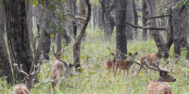 Over 2,600 people visit Shuklaphanta National Park in six months