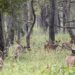 Over 2,600 people visit Shuklaphanta National Park in six months