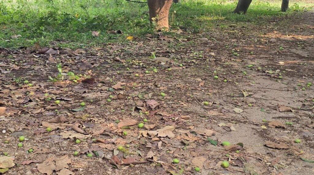 Destructive fungal infection likely to decline mango production in Banke