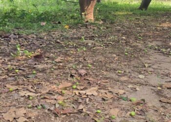 Destructive fungal infection likely to decline mango production in Banke