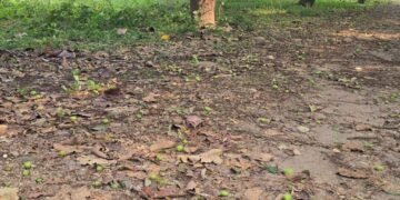 Destructive fungal infection likely to decline mango production in Banke