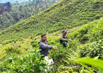 How a ward official’s idea changed the identity of Reshgaon into ‘tea village’