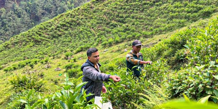 How a ward official’s idea changed the identity of Reshgaon into ‘tea village’