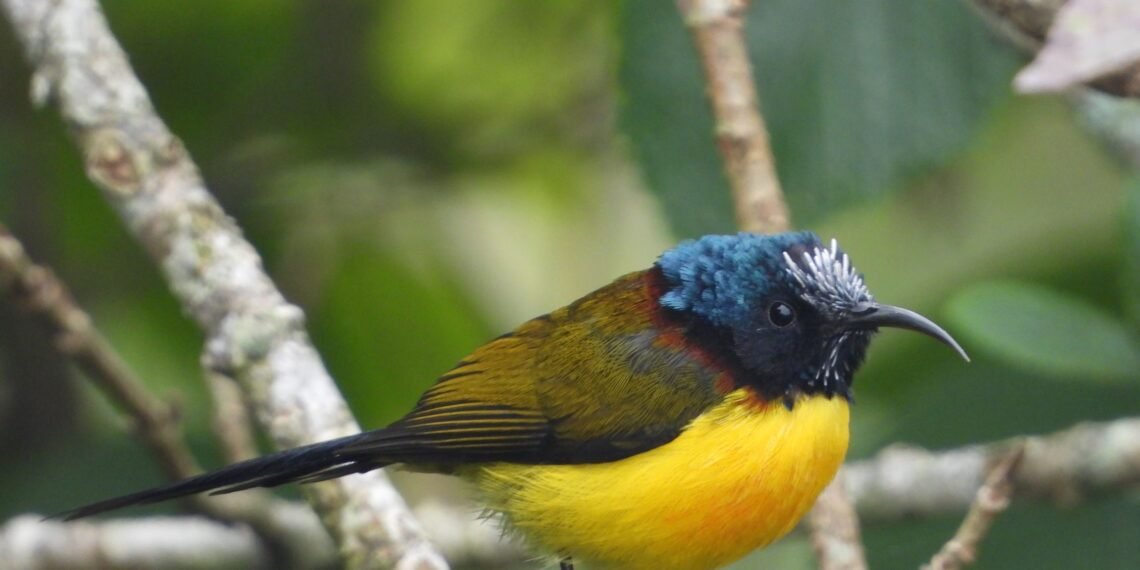 30 new species of birds spotted in Gulmi