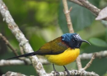30 new species of birds spotted in Gulmi
