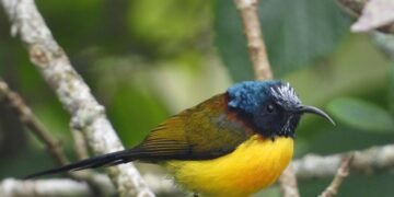 30 new species of birds spotted in Gulmi