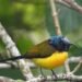 30 new species of birds spotted in Gulmi