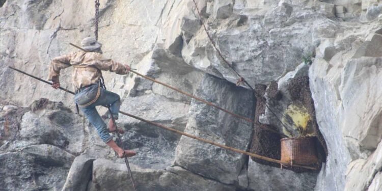 ‘Honey hunting’ festival in Khotang