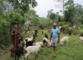 Govt employee quits job, finds niche in goat rearing