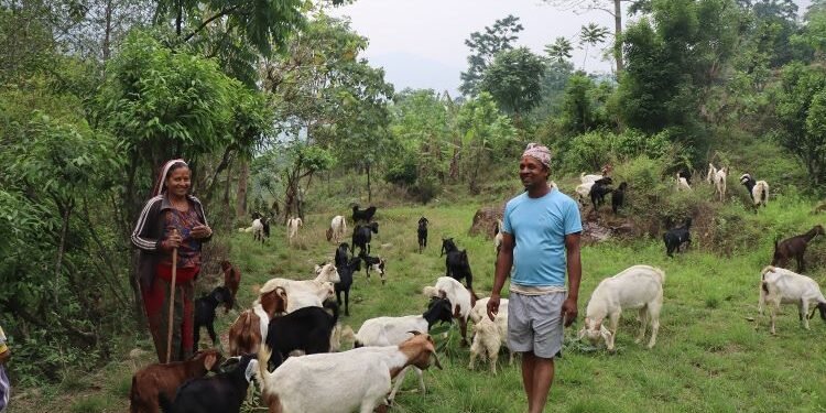 Govt employee quits job, finds niche in goat rearing