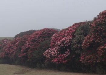 Blossoming gurans add attraction to Mundum Trail