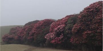 Blossoming gurans add attraction to Mundum Trail