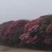Blossoming gurans add attraction to Mundum Trail