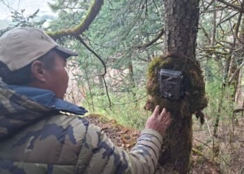 Camera trapping to identify condition of endangered red panda in Dhaulagiri