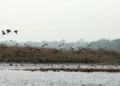Koshi Tappu Wildlife Reserve attracts 11,603 visitors so far in current fiscal year