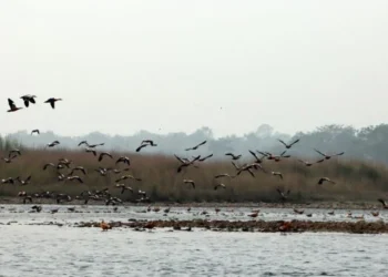 Koshi Tappu Wildlife Reserve attracts 11,603 visitors so far in current fiscal year
