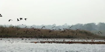 Koshi Tappu Wildlife Reserve attracts 11,603 visitors so far in current fiscal year