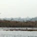Koshi Tappu Wildlife Reserve attracts 11,603 visitors so far in current fiscal year