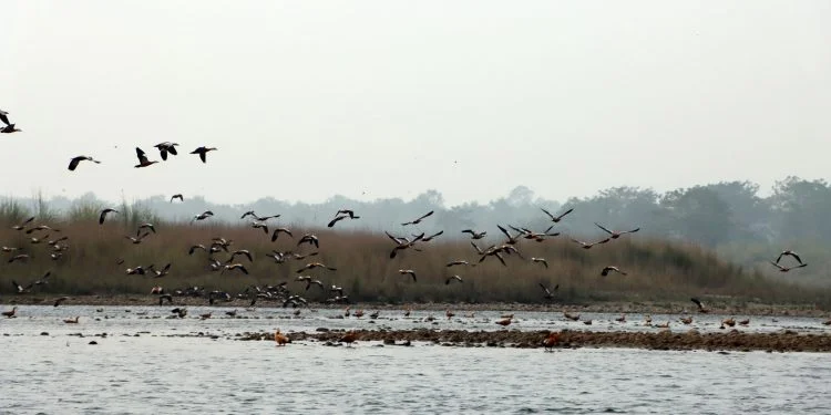 Koshi Tappu Wildlife Reserve attracts 11,603 visitors so far in current fiscal year