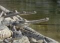 Over 2,300 Gharial crocodiles released in various rivers in 45 years