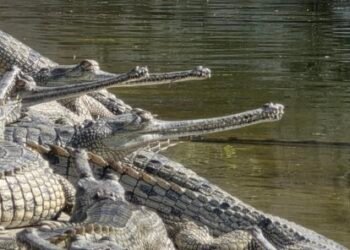 Over 2,300 Gharial crocodiles released in various rivers in 45 years