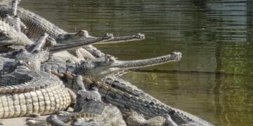 Over 2,300 Gharial crocodiles released in various rivers in 45 years