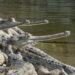 Over 2,300 Gharial crocodiles released in various rivers in 45 years