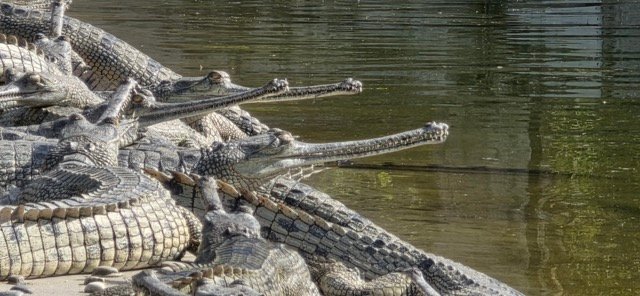 Over 2,300 Gharial crocodiles released in various rivers in 45 years