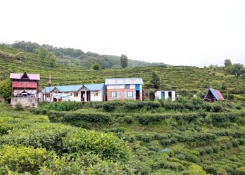 Lwang village: Where emerald tea gardens meet snow-capped mountains