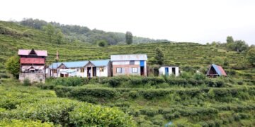 Lwang village: Where emerald tea gardens meet snow-capped mountains