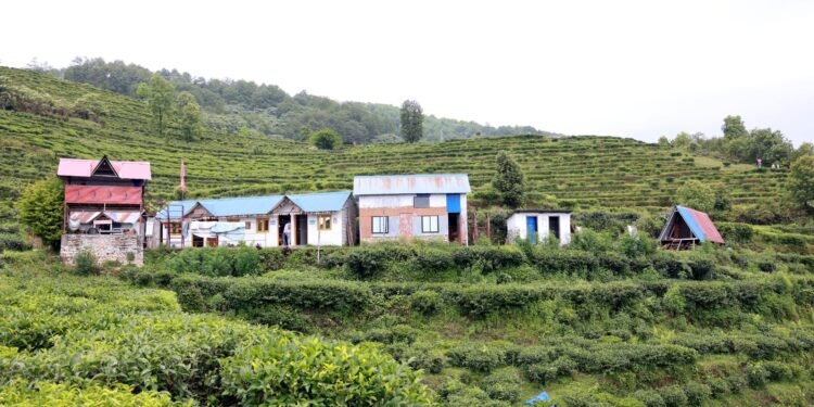 Lwang village: Where emerald tea gardens meet snow-capped mountains