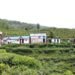 Lwang village: Where emerald tea gardens meet snow-capped mountains