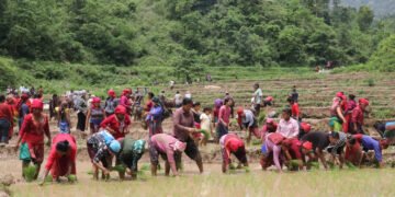 23rd National Paddy Day being observed