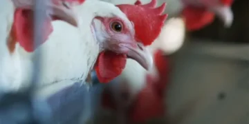 Bird flu detected in 82 places of 11 districts