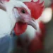 Bird flu detected in 82 places of 11 districts