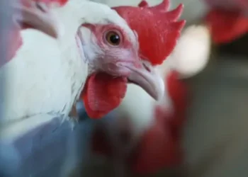 Bird flu confirmed in Bhaktapur poultry farms