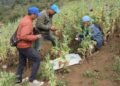 Int’l Day against Drug Abuse and Illicit Trafficking being marked