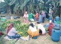 Rural women taste economic benefits of ‘gundruk’