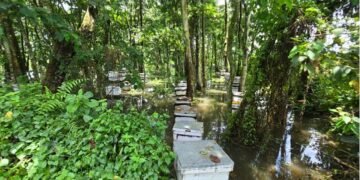 Beekeepers suffer loss due to floods in Ratnanagar