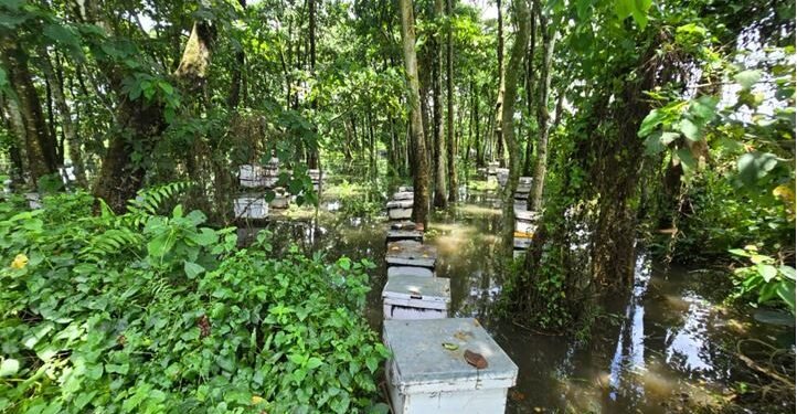 Beekeepers suffer loss due to floods in Ratnanagar