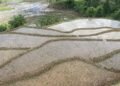 58 percent paddy plantation in Gorkha