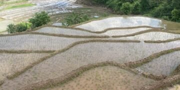 58 percent paddy plantation in Gorkha