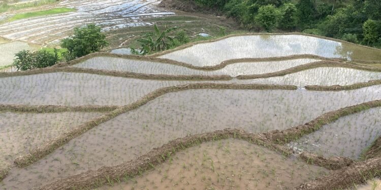 58 percent paddy plantation in Gorkha