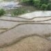 58 percent paddy plantation in Gorkha