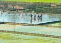 Rupandehi farmers forced to use groundwater for rice plantation in lack of sufficient rains